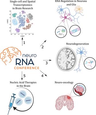 RNA regulation in brain function and disease 2022 (NeuroRNA): A conference report